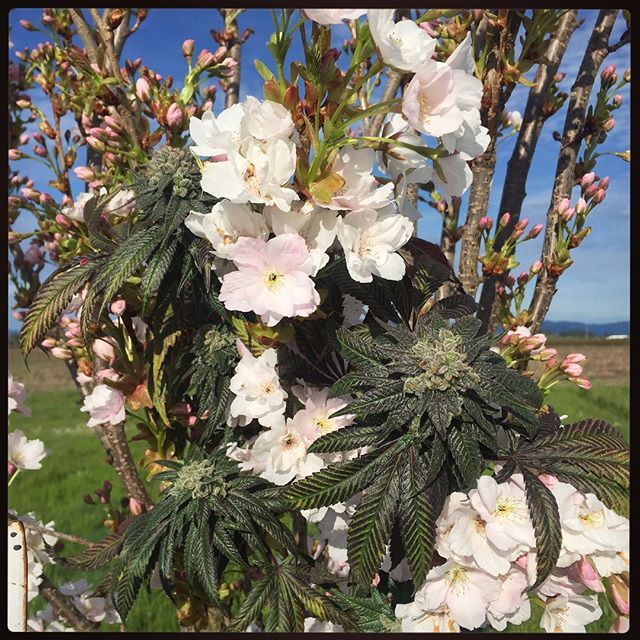 hififarms's tweet photo. "Don't forget the flowers someday
I know I will"
— Wilco

#HiFiFarms #CleanGreenCertified #PhylosCertified #CraftCannabis #THC #SpringFlowers #Cannabis #Terpenes #Trichomes #CherryBlossoms #RudeBoiOG #OregonSpring #Buds #Flowers #CannabisCommunity #Canna… https://t.co/NmySxL7A6b https://t.co/mxXQXYpvTz