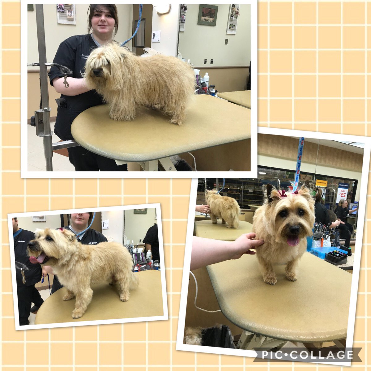 Briana had a never before professionally groomed puppy today ❤️ she was fantastic!!! #Northeastgrooming #sepa #1481 category extreme makeover groomer Briana <a href="/mary_datsepa1/">Mary DAT SE PA/C PA</a> <a href="/allen_webb/">Webb Allen</a> <a href="/Monicalovespets/">PetSmartNortheast</a> <a href="/ssklr11/">Kristie Reisenweaver</a>