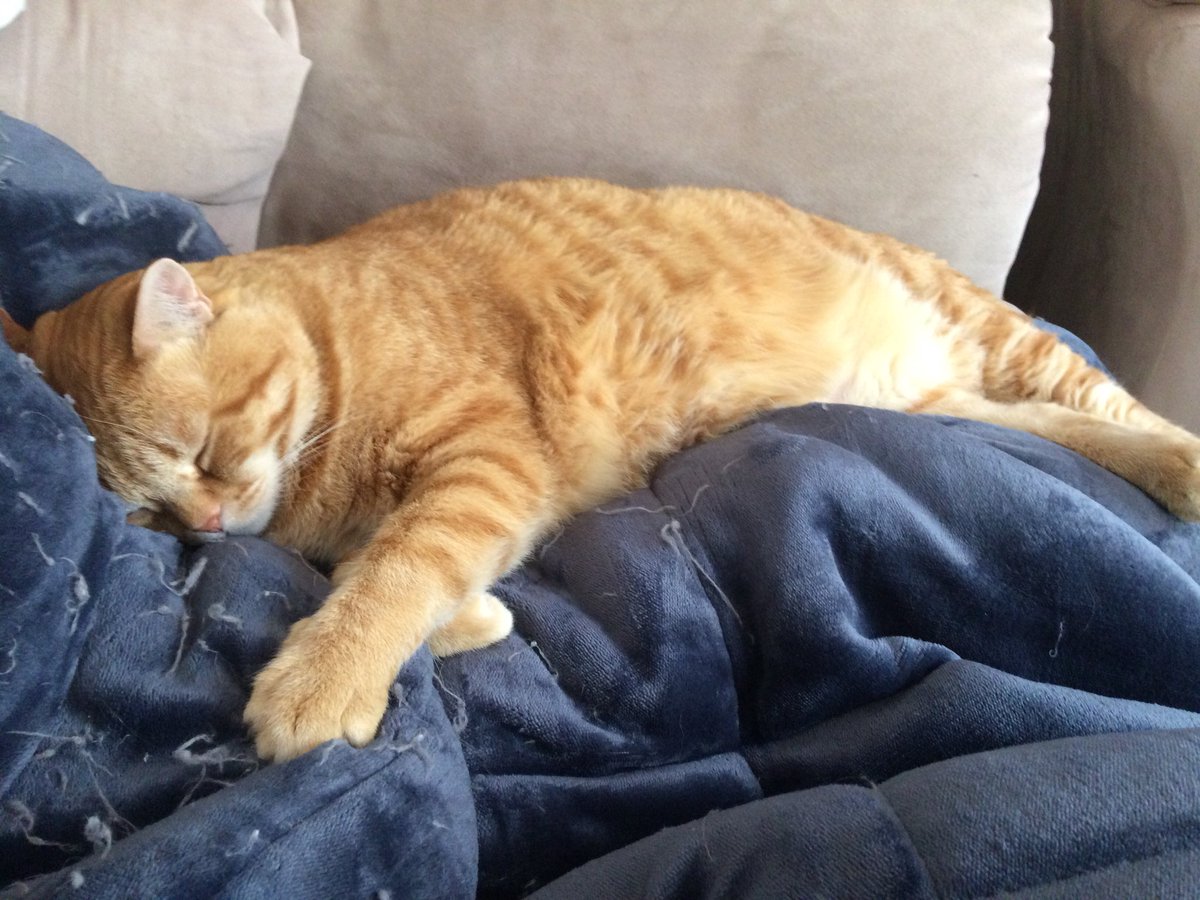 ChucksLitterBox's tweet image. Chucks is so cute when hes sleeping and nice #lol #nicekitty #sleeping #naptime #fatcat #cat #catlover #follow4follow #chuckslitterbox