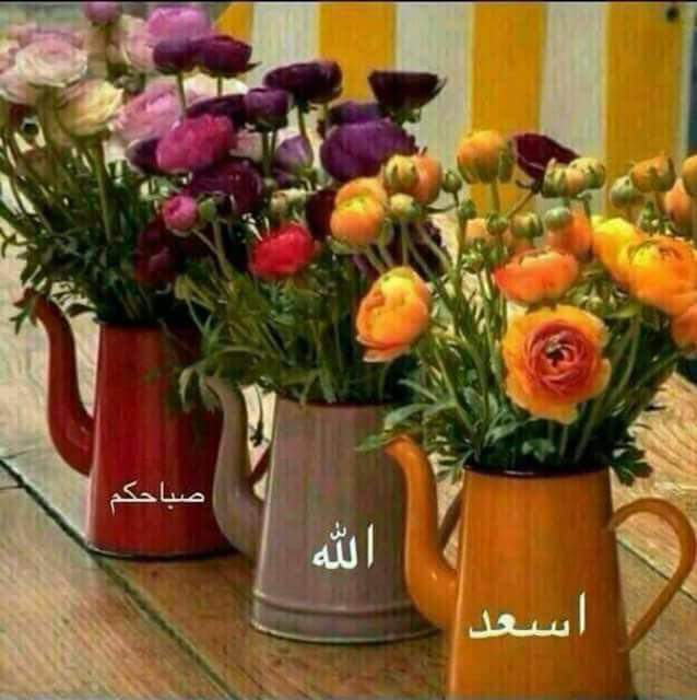 adly_elsayed tweet picture