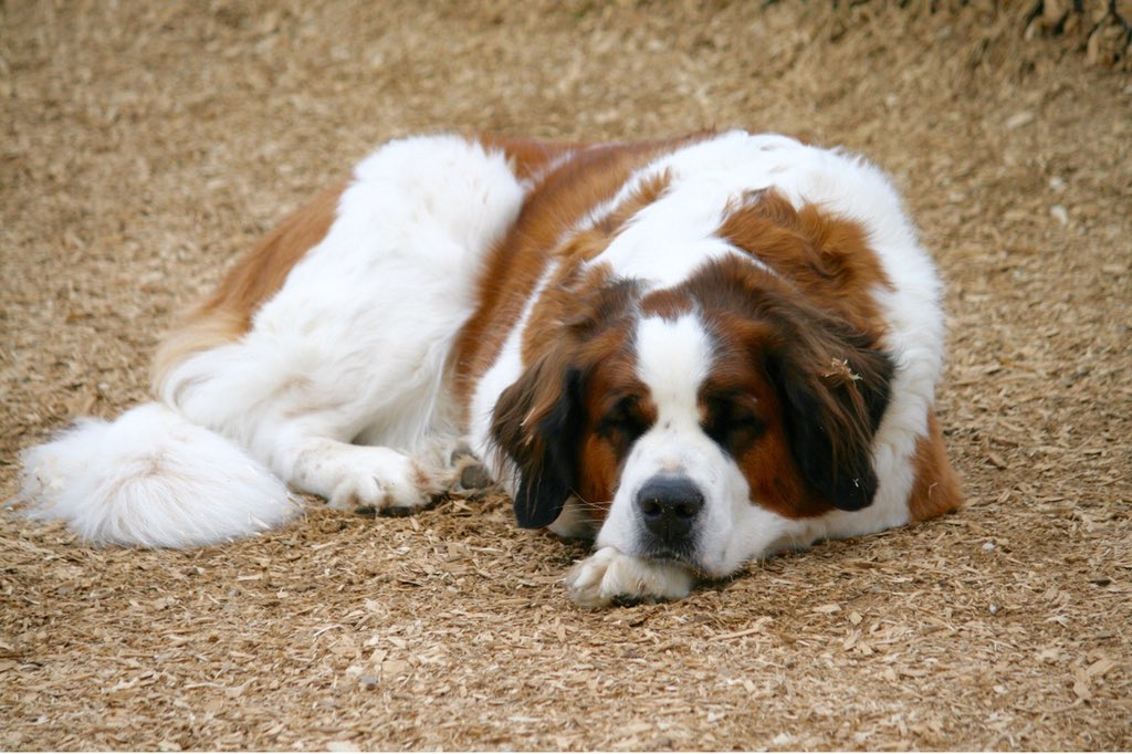CampCookstown's tweet photo. A Very Sleepy But Oh So Happy Camp Guest, Jagger At @CampCookstown 

#DogCampCanada
#DogCampOntario
#CampCookstown
#DogLovers
#HappyDog
#DogLovers
#DogsLife https://t.co/NaVgqQKmNa