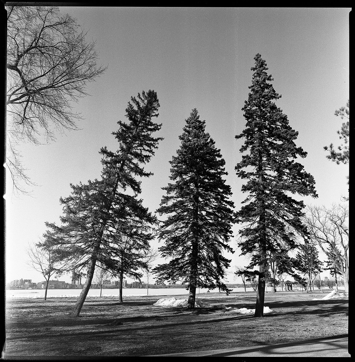 aofilmworks's tweet photo. Sometimes I take pictures. - Three Pines | #blackandwhite #photography #film #fogged #hasselblad #badlighttrap #lightleak #magazinetestfail #kodak #minnesota #lake #windeffect #pinetrees #mediumformat #zeiss50mm #filmisnotdead #justresting #finallygettingfilmscanned #BdeMakaSka https://t.co/C7JWjasAx5
