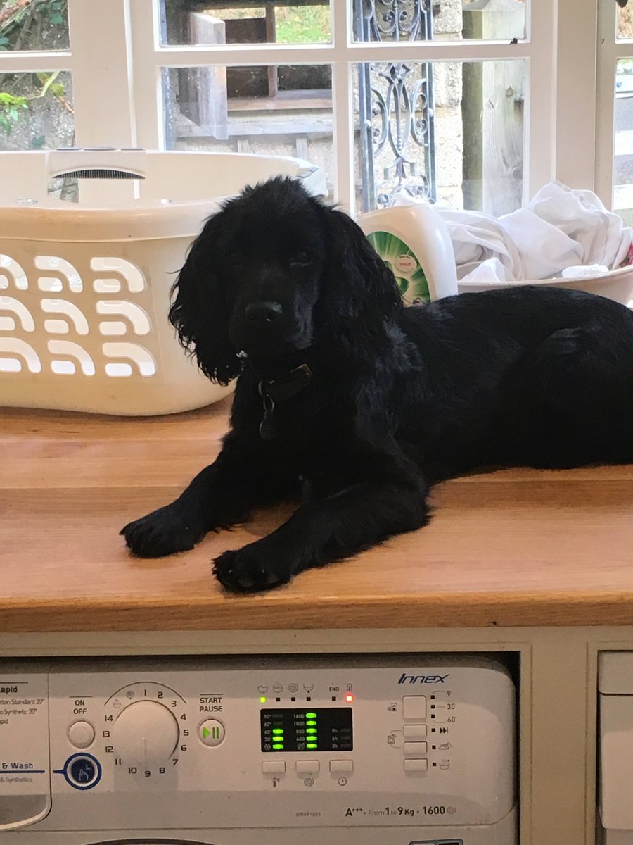 millypod1's tweet photo. MARGOT & MOLLY HOME SAFE. THANKS FOR RT's 😊🐕
2 Cocker Spaniels Female
MUM & DAUGHTER
#RiverCommon #Petworth West Sussex #GU28
#GU27 #GU29
https://t.co/kDHNDlZVNq …
https://t.co/f9FJiDAvpY … https://t.co/TNuycASPdO