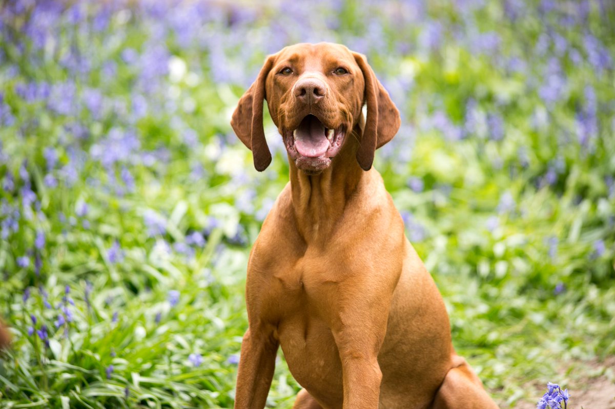 HPRDeruVizsla's tweet image. Giving my best smile because Monday is over 😁🐾💜

Did you catch our latest blog post all our new favourite harness? 

Link below if you fancy a read 📜

thelifeofderu.co.uk

#dogswithblogs #vizsla #dogsofinsta