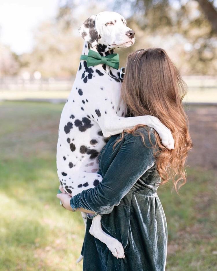 SniffandBarkens's tweet photo. All dogs love their mommas. Enter our #TopDogMom Instagram Sweepstakes to win prizes from @1800flowers 🌷🌺💐

Learn more 👉 https://t.co/CoZdY7GKdO https://t.co/IqNBYol05f