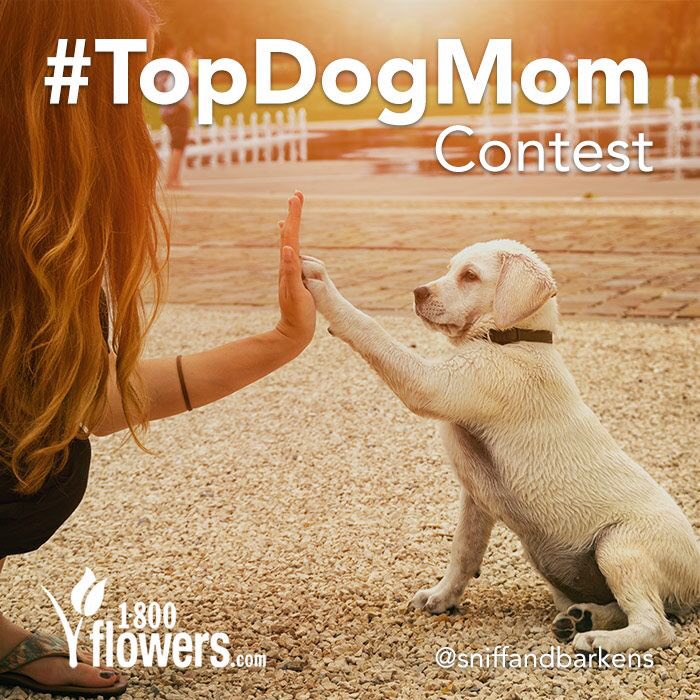 SniffandBarkens's tweet photo. All dogs love their mommas. Enter our #TopDogMom Instagram Sweepstakes to win prizes from @1800flowers 🌷🌺💐

Learn more 👉 https://t.co/CoZdY7GKdO https://t.co/IqNBYol05f