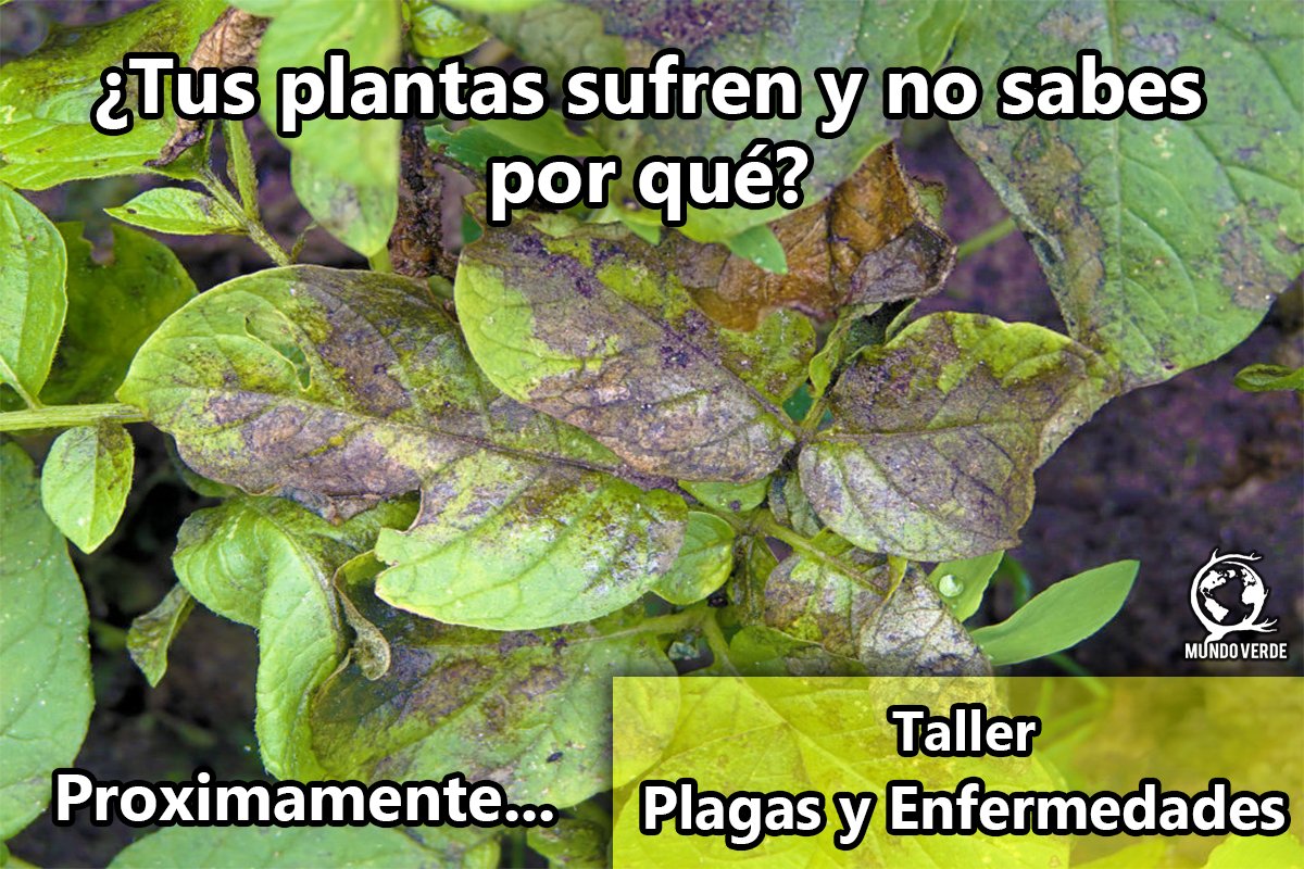 MtyMundo's tweet photo. ¡Por fin podrás saber si el color de tus plantas es normal! Muy pronto estrenaremos el nuevo Taller de Plagas y Enfermedades.

Aprenderás a identificar plagas comunes, falta de nutrientes además de fabricar una mezcla ecológica para prevenirlas.

¿Qué hay en tu Mundo Verde? https://t.co/rxcfLqbDck