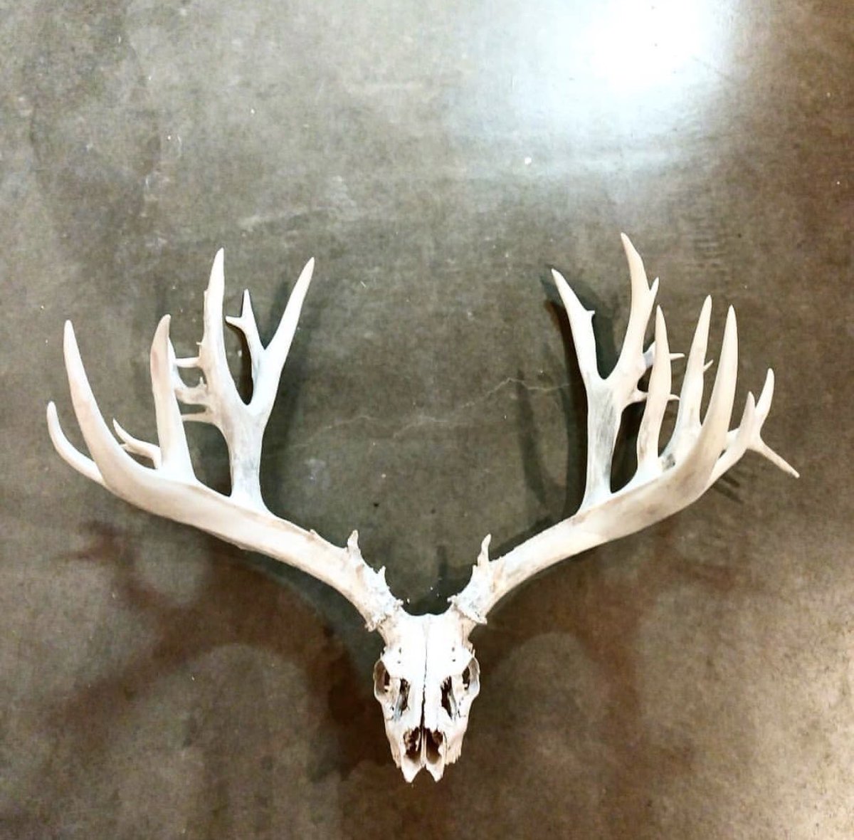 Muley Freak tweet media