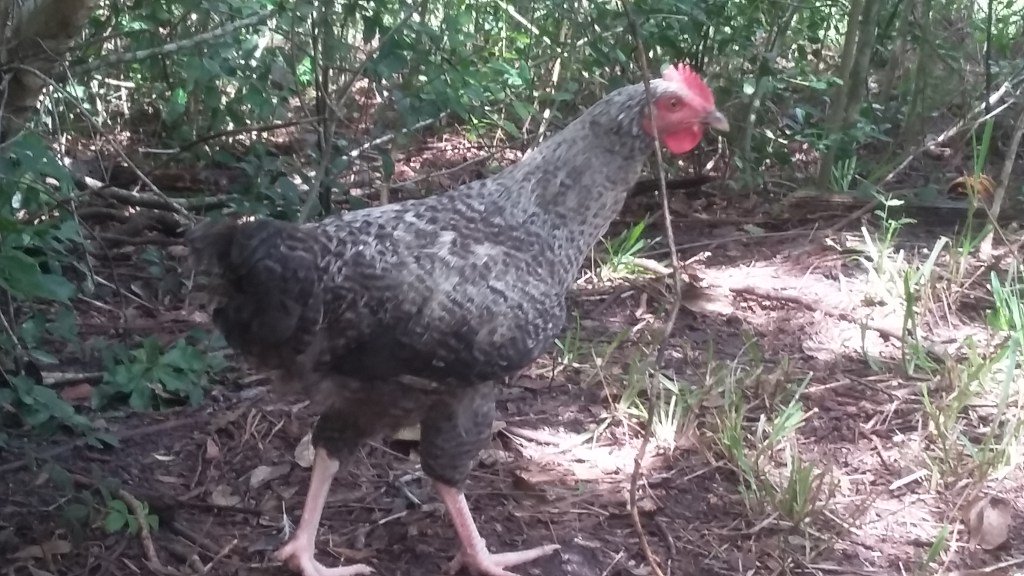 NancyTartAuthor's tweet image. Understanding and Choosing Forgiveness #Forgiveness #LovingAsJesus #ProcessingEmotions #TeachingLife #Betrayal #ChoosingToTeachInSadness nancytartauthor.com/understanding-…