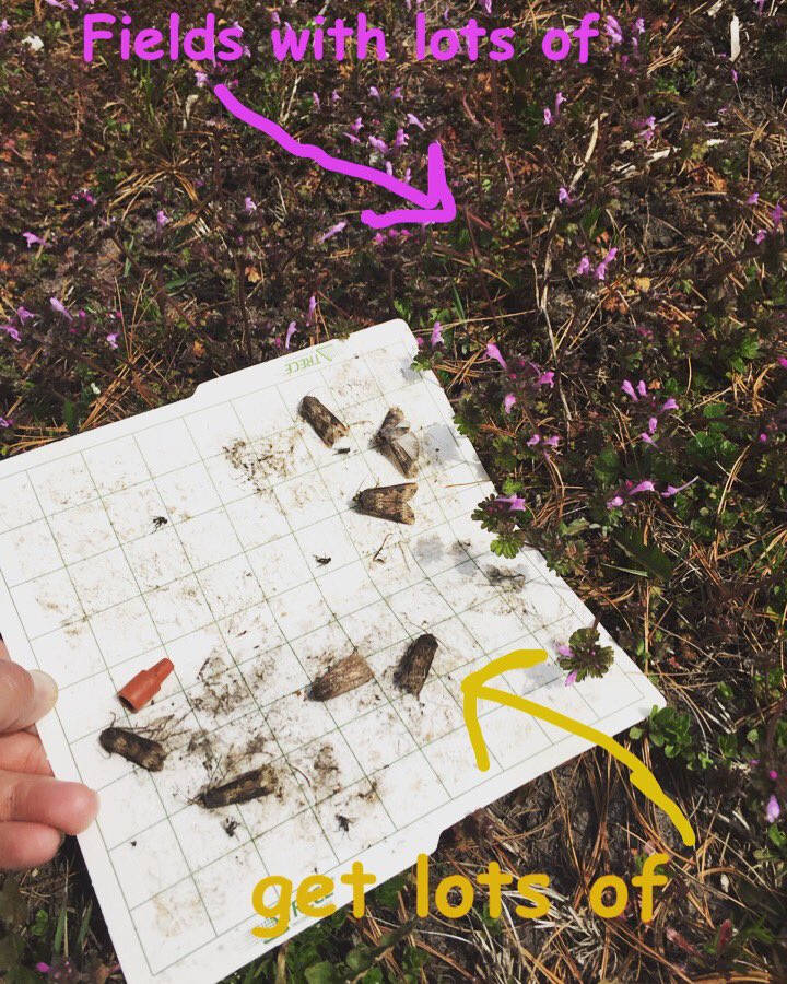 ILPestSurvey's tweet photo. #blackcutworm map update and a refresher on what BCWs find attractive in the latest @ILPestBulletin article https://t.co/yQUS1IruLn https://t.co/ba8BXAjMJQ