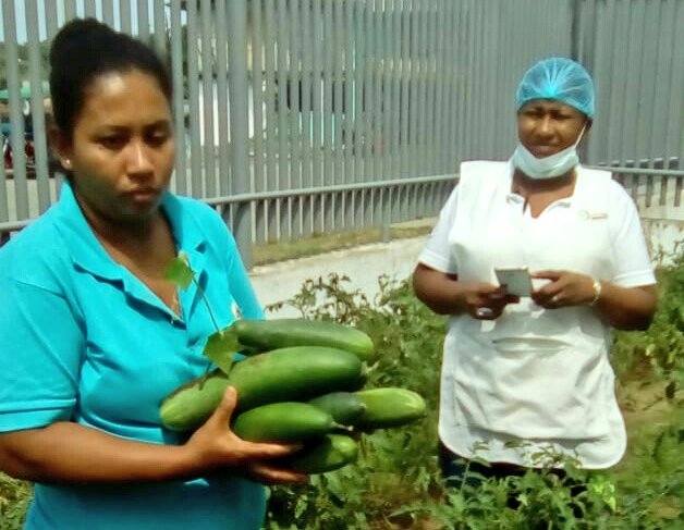 Fercho_Cruz90's tweet photo. #GranMingaAgropecuaria | Equipo técnico #PITTPA realiza fortalecimiento a huertos familiares de Centros Integrales del Buen Vivir, en la parroquia Palestina del cantón Rioverde. #SomosMAG https://t.co/B7E9Xv6d2C