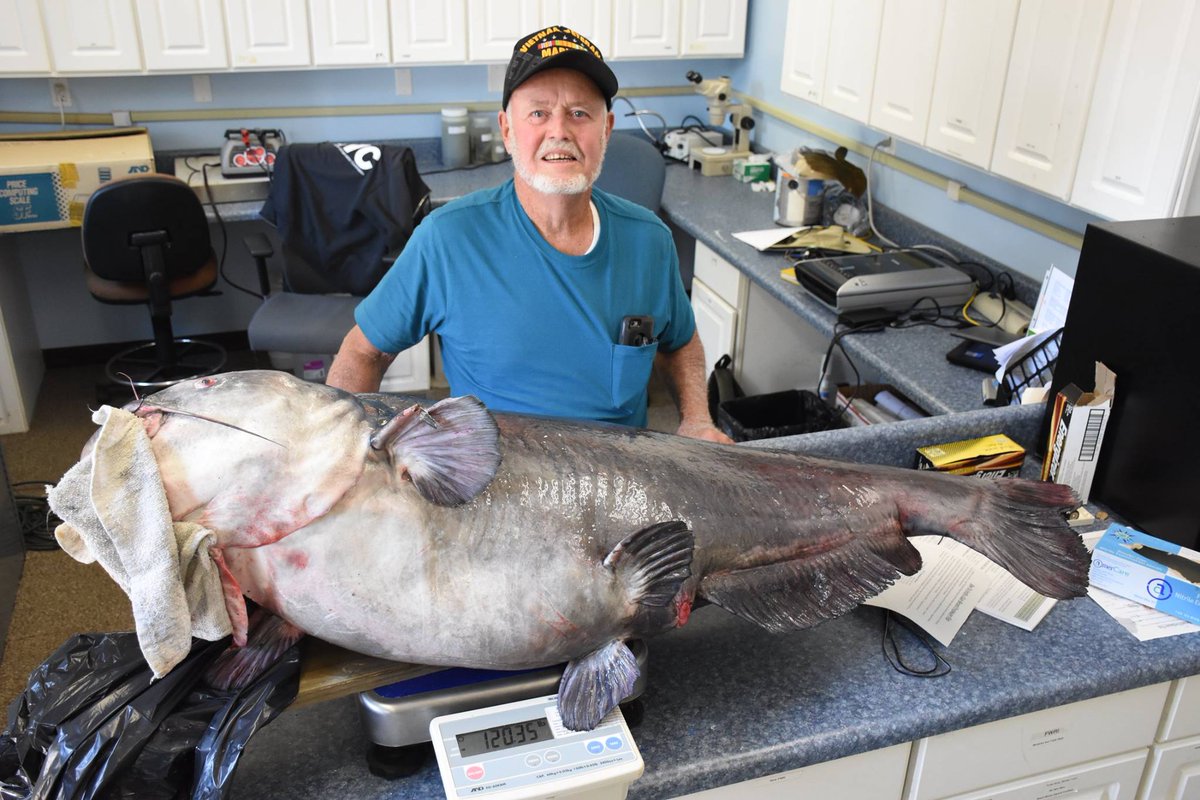 Behemoth blue catfish would have been a record catch in Florida, but... bit.ly/2qTB9l2?utm_so… https://t.co/S1RQpVyfdB