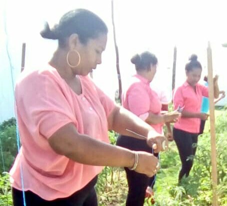 Fercho_Cruz90's tweet photo. #GranMingaAgropecuaria | Equipo técnico #PITTPA realiza fortalecimiento a huertos familiares de Centros Integrales del Buen Vivir, en la parroquia Palestina del cantón Rioverde. #SomosMAG https://t.co/B7E9Xv6d2C