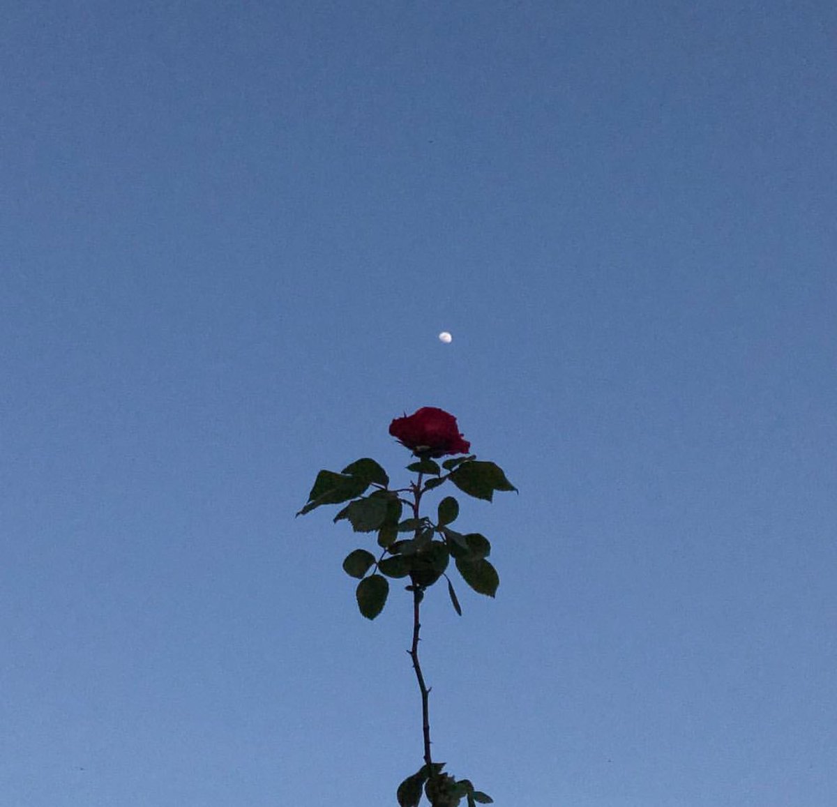 comme1rose (@comme1rose) on Twitter photo 