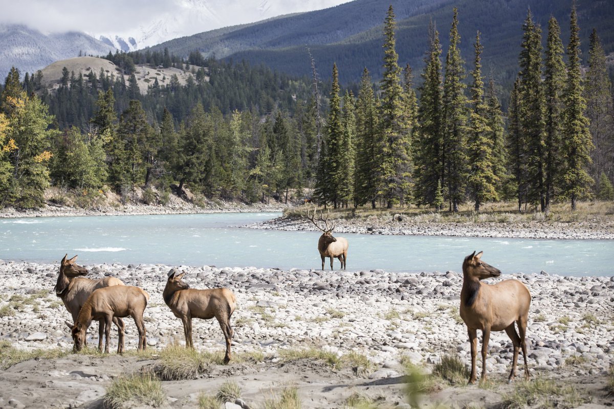 rmountaineer's tweet photo. Waterfalls, wildlife and sunsets over majestic peaks - how does this Canadian Rockies itinerary sound to you? https://t.co/Qt8E5zHsaq