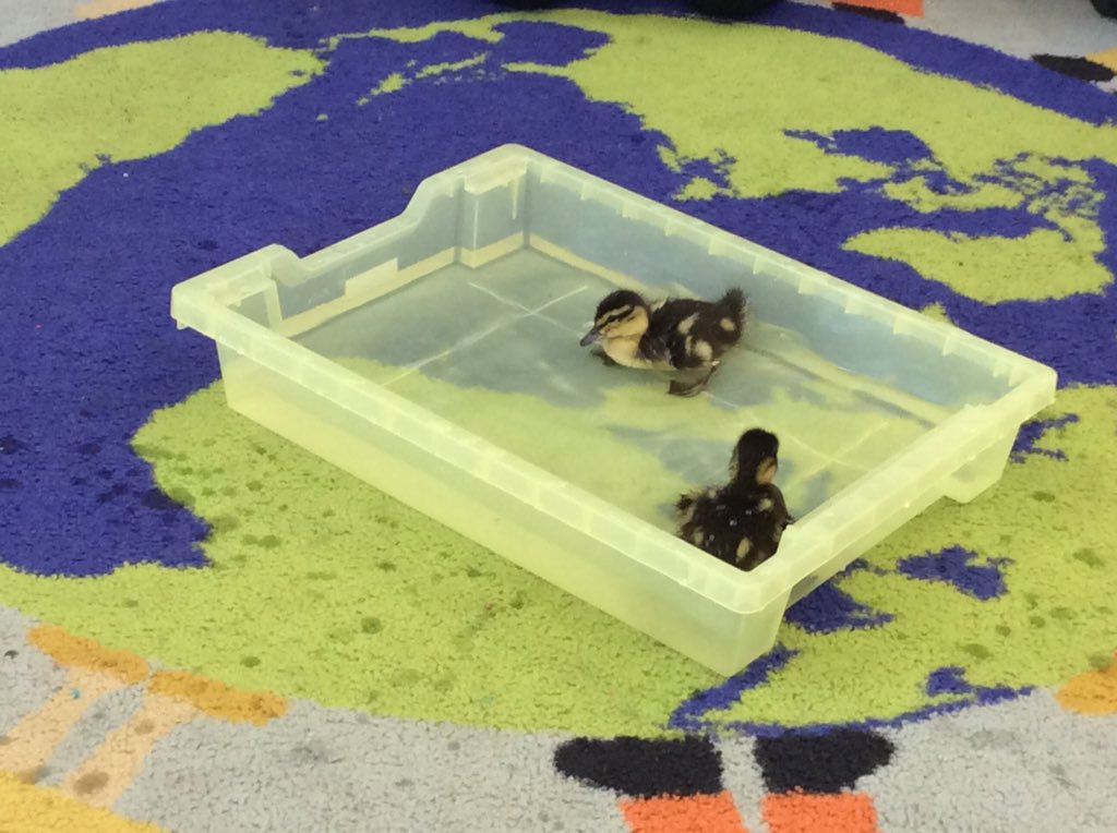 whitehouseps's tweet photo. 'The caterpillars are wiggling and dancing!' 🐛
We have lots of exciting visitors this term in Foundation Stage @whitehouseps @NTynesideEY #UnderstandingWorld #changes #eyfs #handsonlearning https://t.co/bkKq7gYZwP