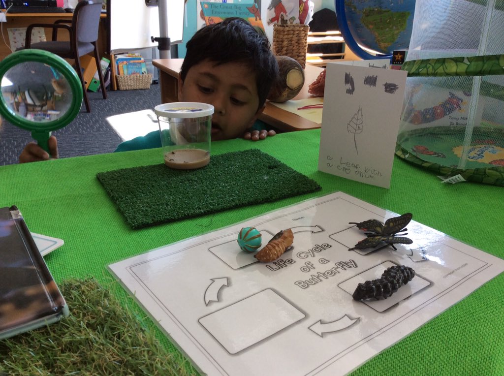 whitehouseps's tweet photo. 'The caterpillars are wiggling and dancing!' 🐛
We have lots of exciting visitors this term in Foundation Stage @whitehouseps @NTynesideEY #UnderstandingWorld #changes #eyfs #handsonlearning https://t.co/bkKq7gYZwP