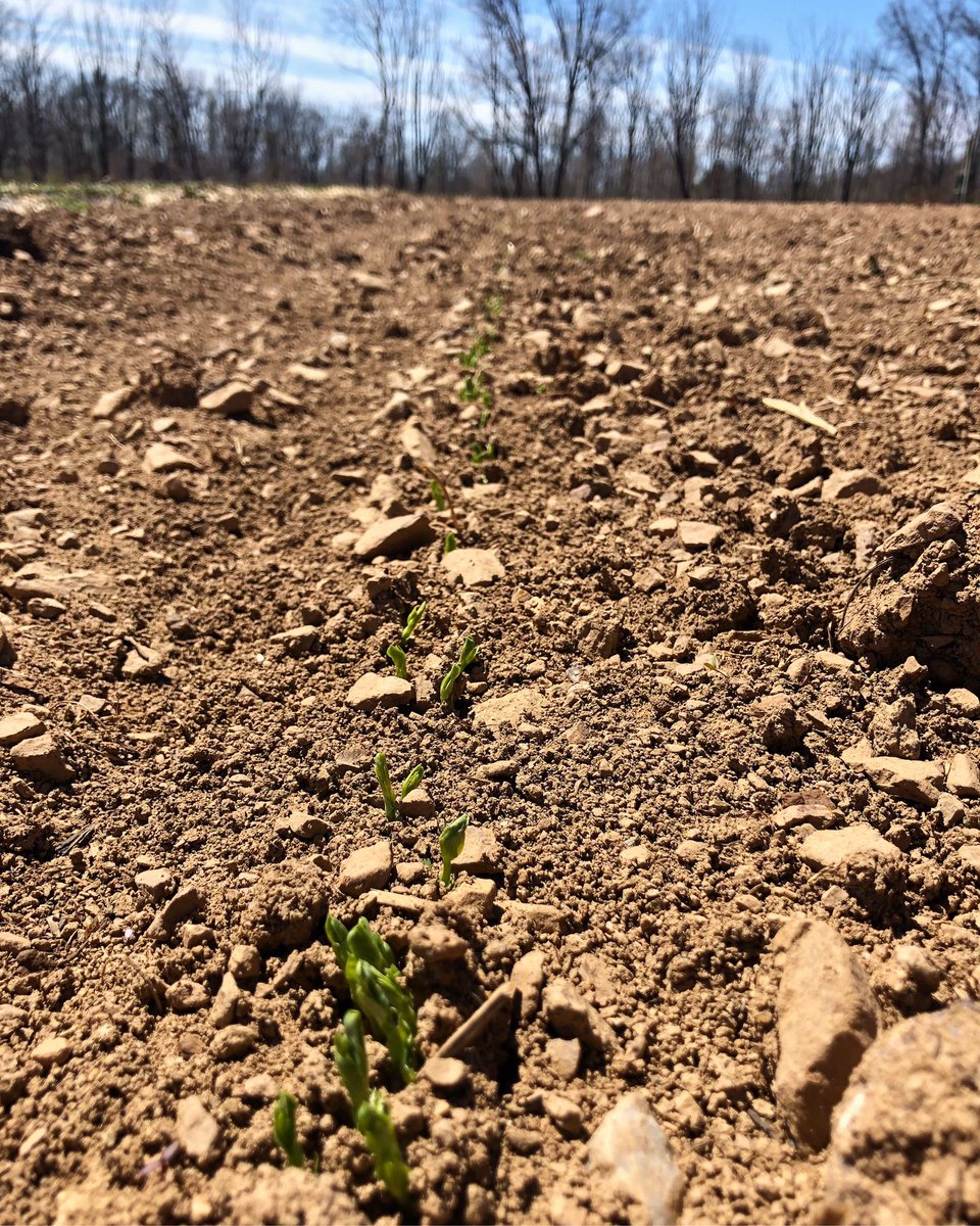 WightmansFarms's tweet photo. Peas please! Don't forget to sign up for our #CSA time is running out! https://t.co/55OCjYL0cn