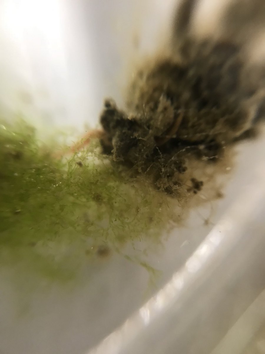 STEM_at_LMS's tweet photo. 6th grade STEM students venture to SERC to investigate our ecosystem! Thank you volunteers, parents, and teachers! #AACPSawesome https://t.co/nCt2qYSD5Z