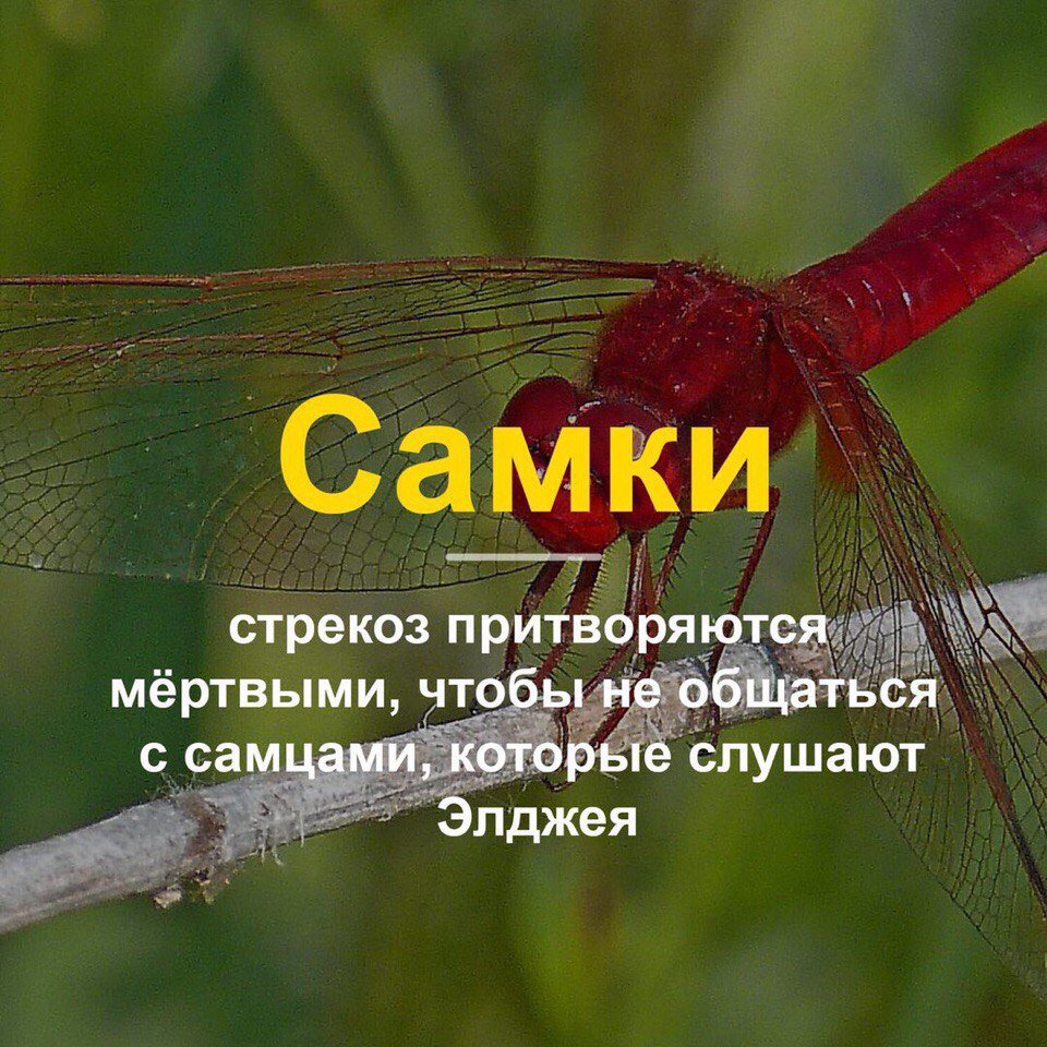 RandomFunRus's tweet image. 