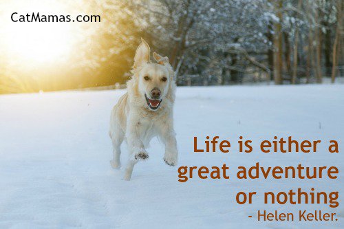 CatMamasDotCom's tweet photo. One of the things I love about #dogs is their hilarious enthusiasm - it is adorable, don't you think? #pet #puppies https://t.co/YNhw8GgGSX