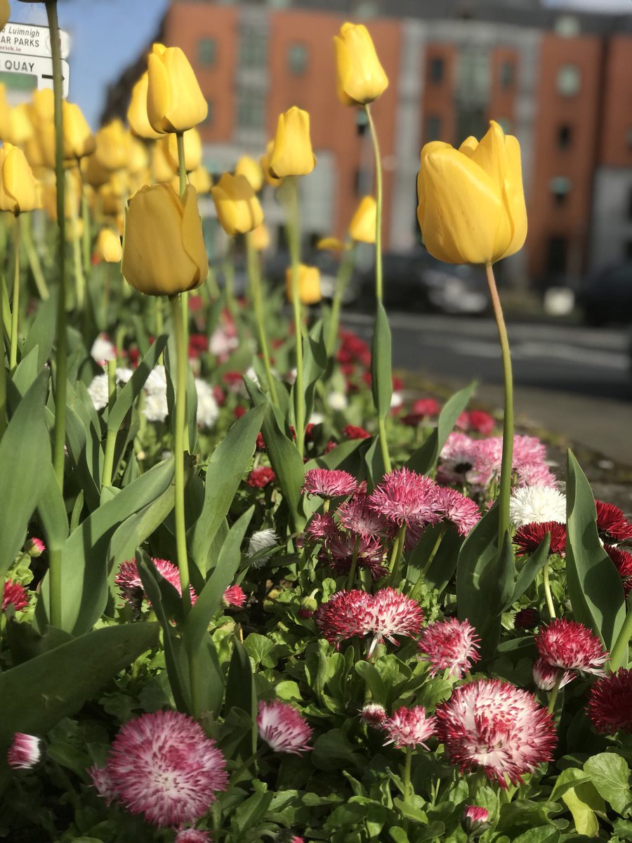 Falcigno11's tweet photo. Spring finally brought some sun. 🇮🇪☘️ https://t.co/wAZ8Ca7dAS