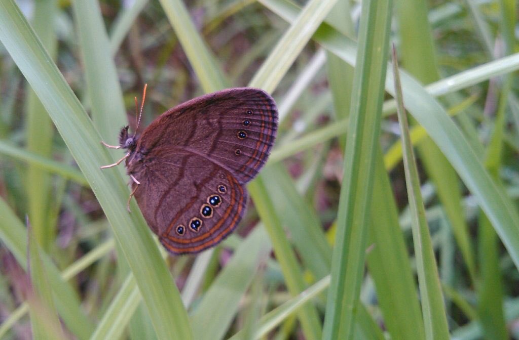 Jwl320's tweet photo. The last refuge of one of the world’s rarest butterflies, St. Francis’ Satyr, is at Fort Bragg in North Carolina. They are right in the impact zone for artillary training, but they need the disturbance to survive.   #ees028 #militaryecosystems https://t.co/uW2Bf6f0xn