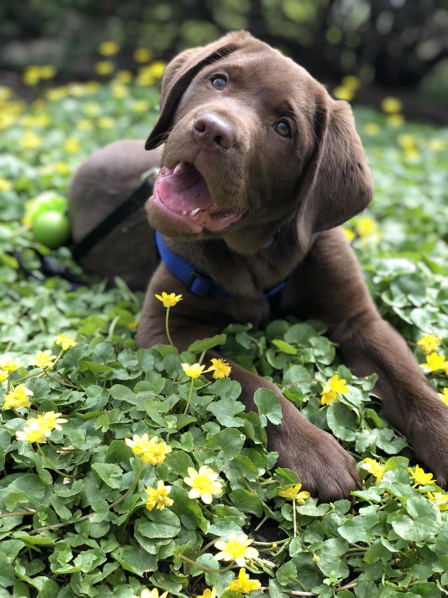 RiRihagy's tweet photo. The goodest boy https://t.co/xoRtXyzgT6