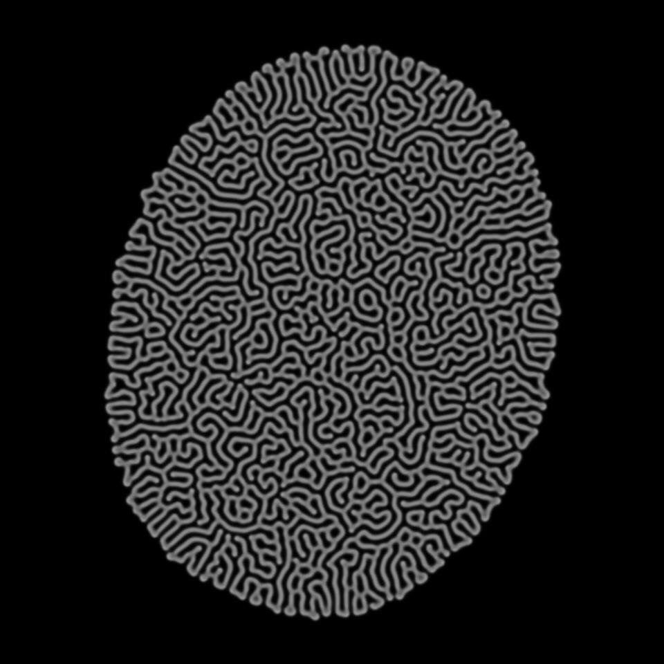 apeirographer's tweet photo. Playing with reaction/diffusion systems. #algorithmic #reactiondiffusion #mathart #sciart https://t.co/CTKGM84owO