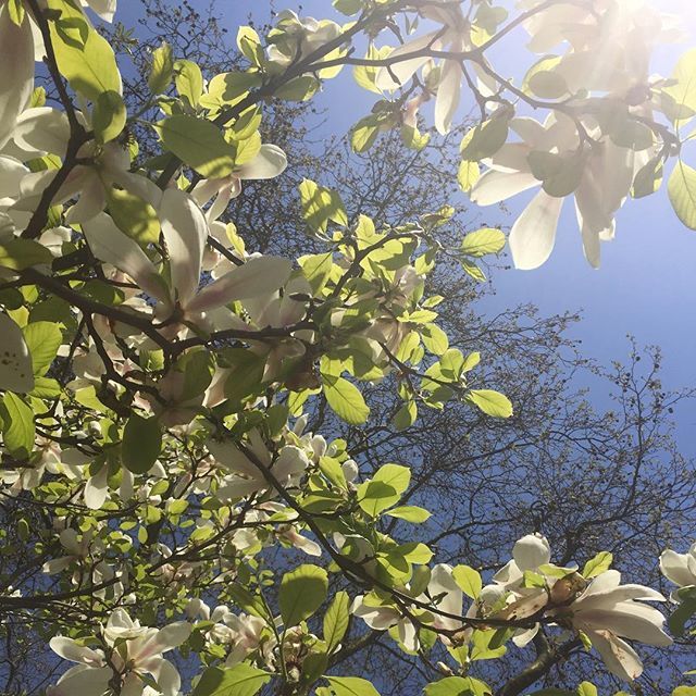 Actoninbloom's tweet photo. Bye bye blue sky (for now) #magnolia #instacliche #startofspring #dontputawayyourjumpersyet https://t.co/cermVuGTIn https://t.co/2imWH9DvXo