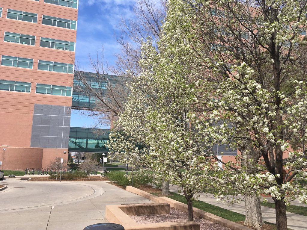 Fiona_Doc's tweet photo. Taking cells on a walk to visit the fancy FACS machine is much nicer when you don’t have to make your way through a blizzard #bringonthespring #sunshine @CUAnschutz https://t.co/N4LArzsAfd