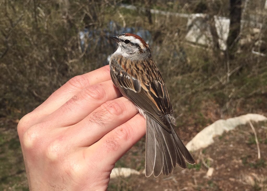 ManometBanding's tweet photo. The Spring banding season is underway @ManometCenter! Chipping Sparrows are just one of several species that have returned to the region in the past few days. Listen for their metallic trilling song in open pine woods. #birdbanding  #manometspring2018 #springmigration https://t.co/0gezfBJ2ej