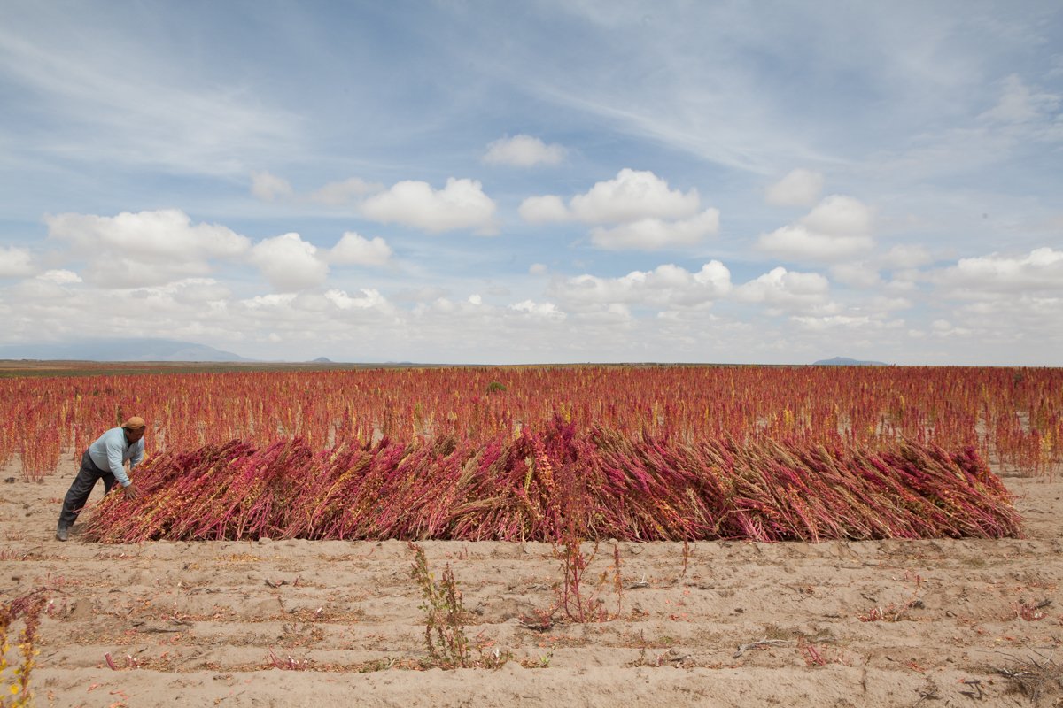 AJEnglish's tweet photo. Quinoa: Harvesting Bolivia's 'superfood' https://t.co/ElsNQk5xEX https://t.co/IJiQcxNcRl