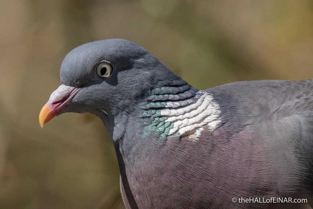a_london_pigeon's tweet image. MT The HALL of EINAR @theHALLofEINAR Wood Pigeons and Tunnicliffe’s Brooke Bond Bird Portraits #wildblogs  [#goodshortread]  thehallofeinar.com/2018/04/wood-p…