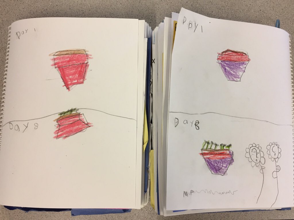 MrsBClarkson's tweet photo. We have #sprouts! The #Kinders are so excited our marigolds are growing! Look how much they have changed in just 8 days! 💦🌱☀️#GrowingInquiry @fsd38 https://t.co/8ar7BDAelr