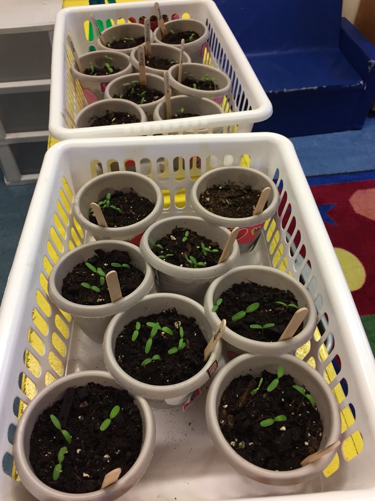 MrsBClarkson's tweet photo. We have #sprouts! The #Kinders are so excited our marigolds are growing! Look how much they have changed in just 8 days! 💦🌱☀️#GrowingInquiry @fsd38 https://t.co/8ar7BDAelr