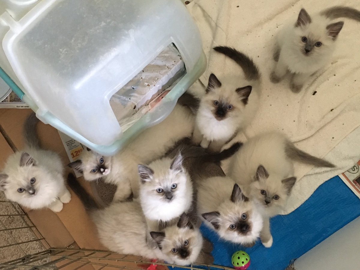 Paws_Fur_Effect's tweet photo. Our babies in the morning ☺️ 
#ragdolls #ragdollcats #kittens #babies #springhassprung #SimonsCat #ragdollkittens https://t.co/dymm9f6vKQ