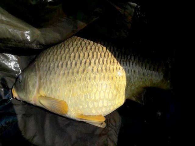 BigFishBaits's tweet photo. A couple of mat shots from Nonrev Sevorg as his remote decided to give him a bad day. Fish started spawning on Nonrev's water so he called it a day on his session niot before bagging to on the #MilkOne https://t.co/CYsuAXDPOH