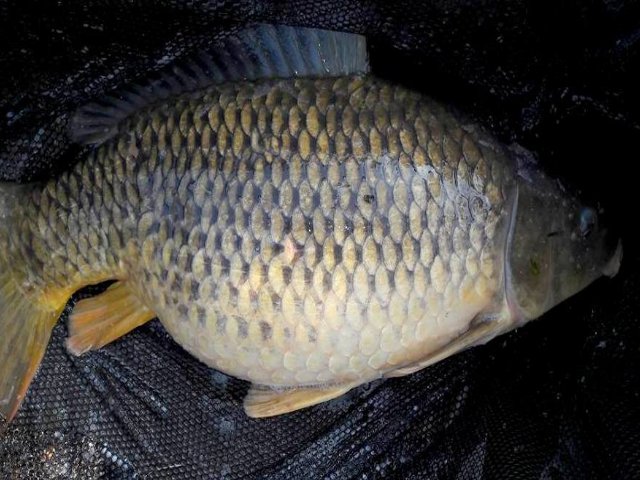 BigFishBaits's tweet photo. A couple of mat shots from Nonrev Sevorg as his remote decided to give him a bad day. Fish started spawning on Nonrev's water so he called it a day on his session niot before bagging to on the #MilkOne https://t.co/CYsuAXDPOH