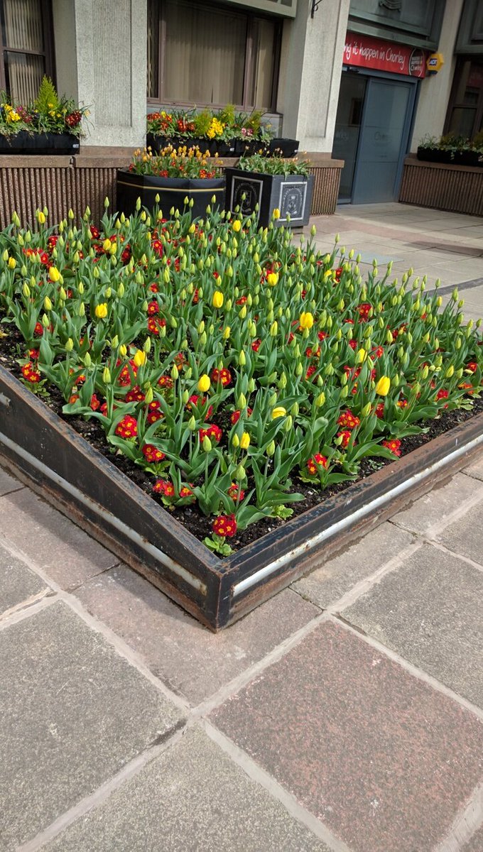 irisebloom's tweet photo. What a difference a couple of sunny days can make. These photos were taken outside Chorley Council Offices.
#ChrisBavin #BritainInBloom #northwestinbloom #nickRiley #chorleyinbloom #chorleythenandnow https://t.co/LPxvQ5SAhU