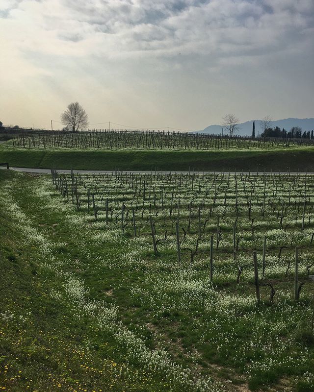 villacrespia's tweet photo. We're waiting for you to discover our vineyards. 😍 https://t.co/gL3AYf5ptN https://t.co/wKkFEh0L6k