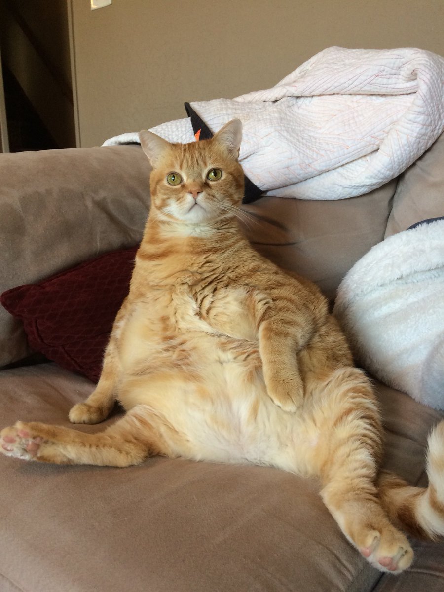 ChucksLitterBox's tweet image. Funny Chuck #fatcat #cat #catlover #funny #lol #jabathehut #follow4follow #chuckslitterbox