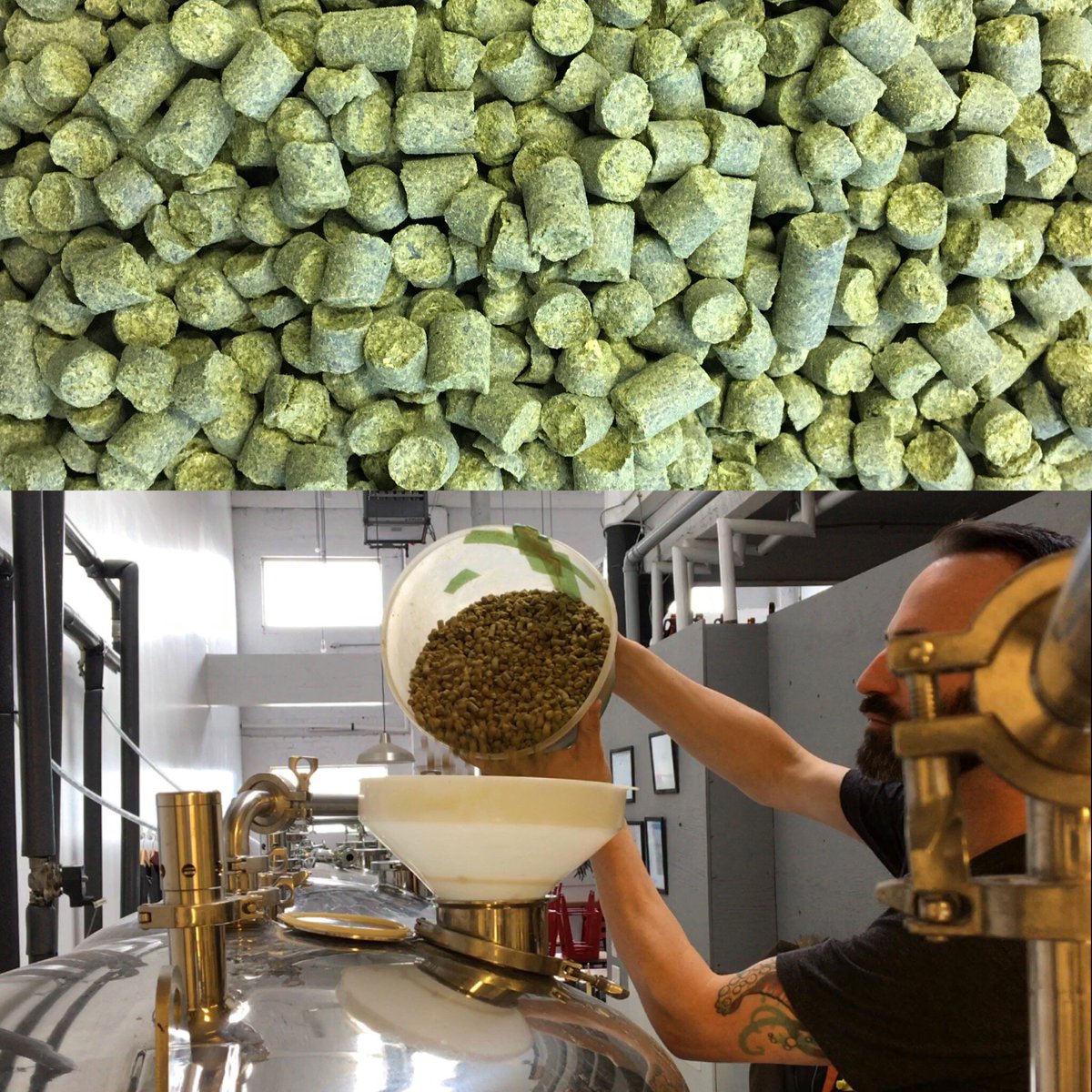 Added LOTS of hops to the IPA that’ll be on tap this Wednesday! Very excited about this beer.