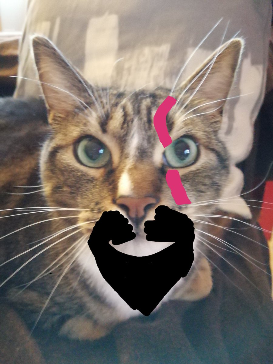 Bloodies_'s tweet photo. Il est pas beau mon Catos ? #GodofWar #CatOfWar https://t.co/3fYLXMUQl3