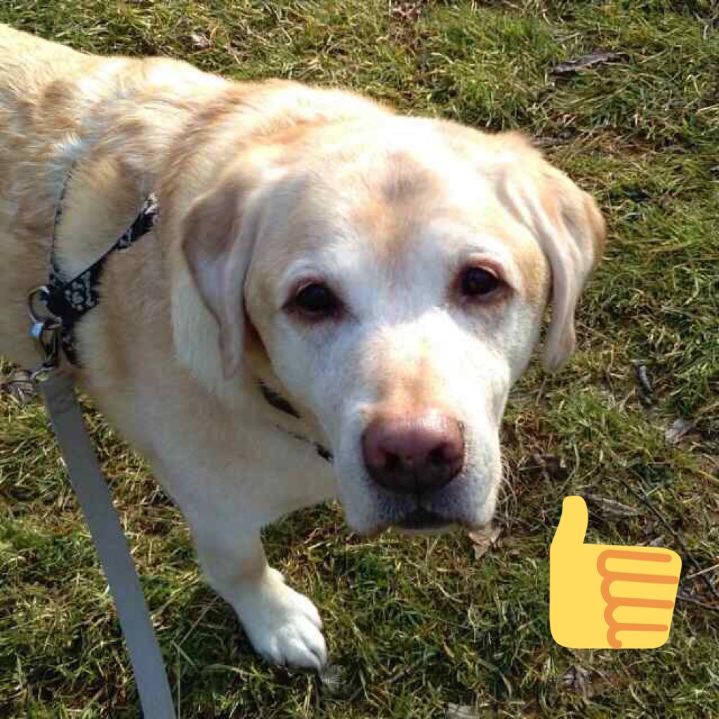 alfiewdog's tweet photo. Top tips to train your #Labrador... check their diet, focus on training walks and recall... thankfully Alfie W Dog only had a short career in eating π©! #NightmarePetsSOS #MyLabradorEatsPoo #Dogsoftwitter #dogslife #bbcone https://t.co/B6gCTcJTkD