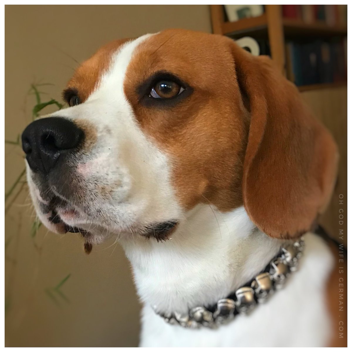 yetithebeagle's tweet image. Yeti the Handsome, pondering the nature of stillness.