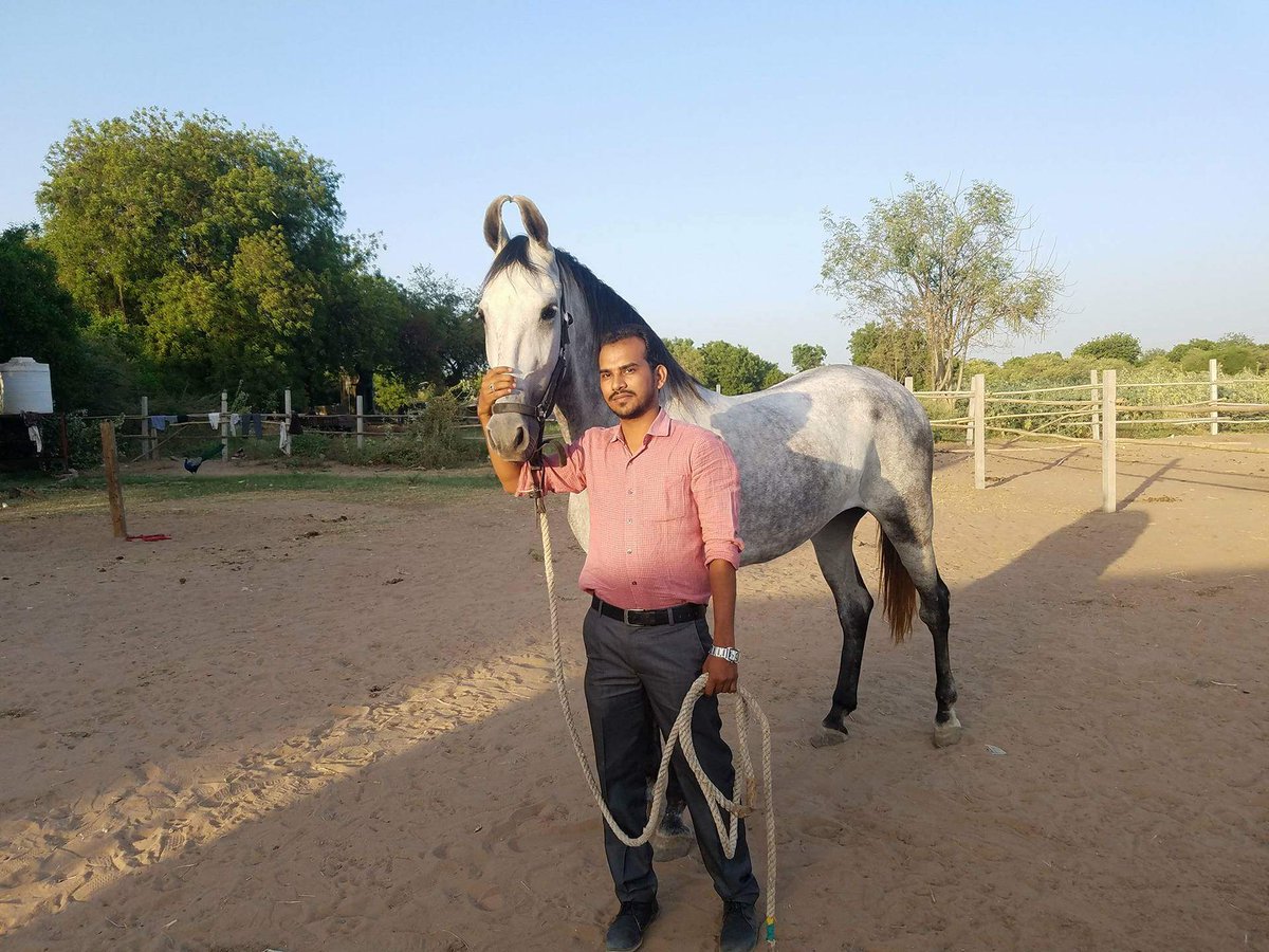 aniruddh18's tweet photo. Beautiful dapple grey marwari mare of dr sakir , bhivandi 

#aniruddhsinh
#vaghela 
#equestrian 
#stayequestrian https://t.co/LuFAnv7Ez4