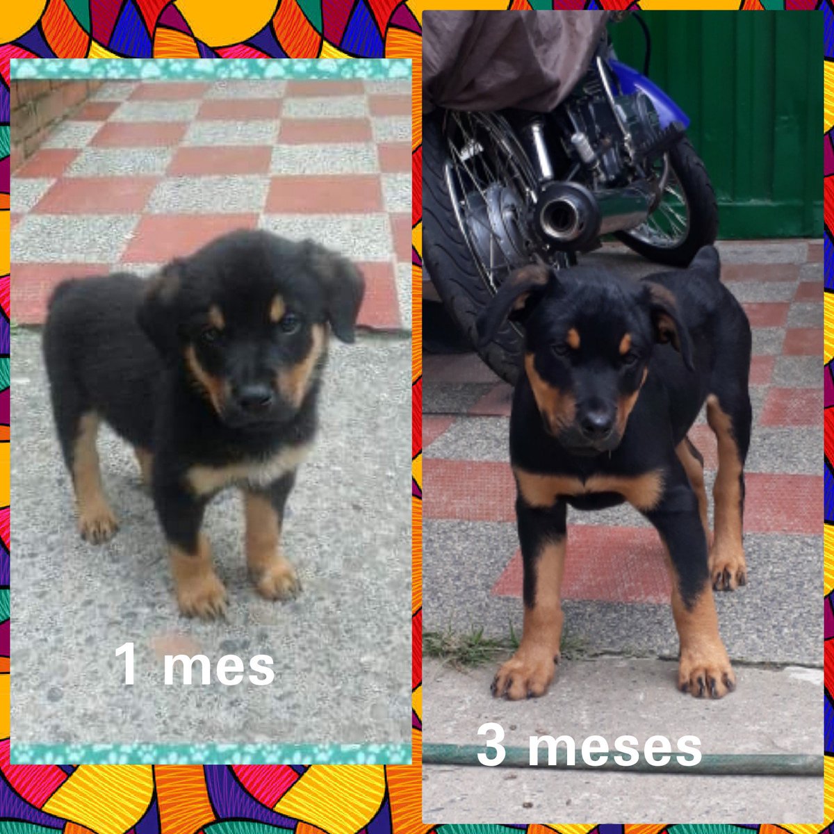 dimadico's tweet photo. Asi o mas bello #amordecuatropatas #Rottweiler ♥️🐶 https://t.co/wRZssfuf02