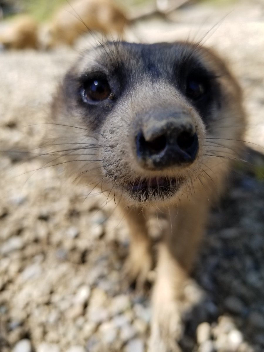 CincinnatiZoo's tweet photo. Happy #MeerkatMonday from Santana! At almost 9 years old, Santana is our oldest (and smallest) meerkat! He also has the darkest coloration. #MondayMotivation #CloseEnoughToCare https://t.co/epPYrUL7Dl