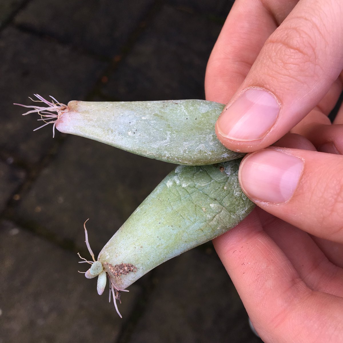 My babies coming on a treat too! 😃🌵
